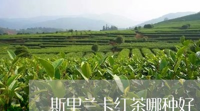 斯里兰卡红茶哪种好/2023041438482