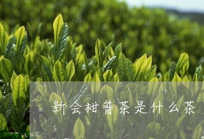 新会柑普茶是什么茶/2023032258481