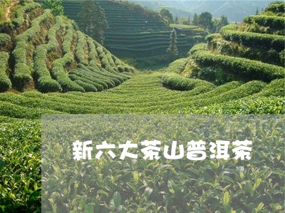 新六大茶山普洱茶/2023031711694