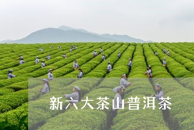 新六大茶山普洱茶/2023041318480