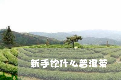 新手饮什么普洱茶/2023041029372