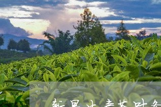 新昌生产茶叶条件/2023032625295