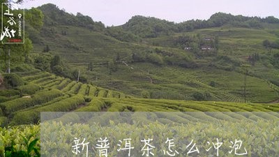 新普洱茶怎么冲泡/2023040966928