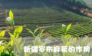 新疆罗布麻茶的作用/2023041751738