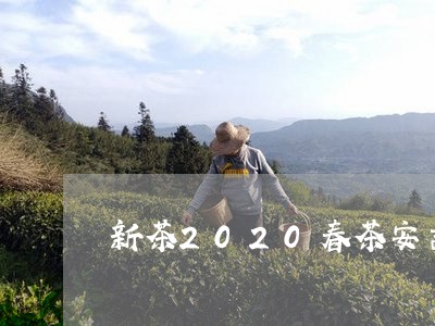 新茶2020春茶安吉白茶/2023033003916