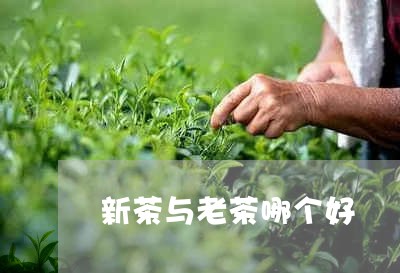 新茶与老茶哪个好/2023031847382