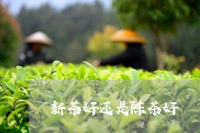 新茶好还是陈茶好/2023041326046