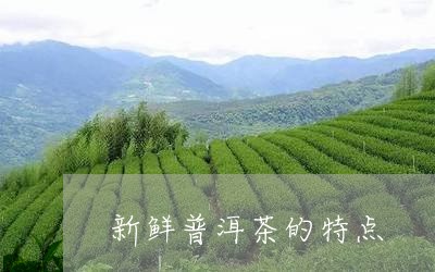 新鲜普洱茶的特点/2023041023715