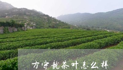 方守龙茶叶怎么样/2023032536353