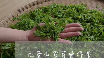 无量山紫芽普洱茶/2023041384027