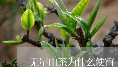 无量山茶为什么便宜/2023041685947