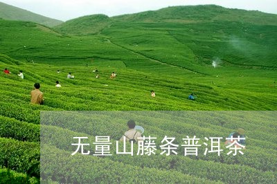 无量山藤条普洱茶/2023031713037