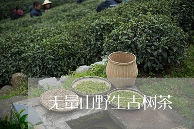 无量山野生古树茶/2023032694939