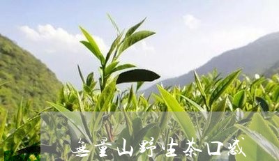 无量山野生茶口感/2023032576067