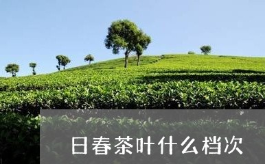 日春茶叶什么档次/2023032679480