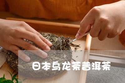 日本乌龙茶普洱茶/2023041193714