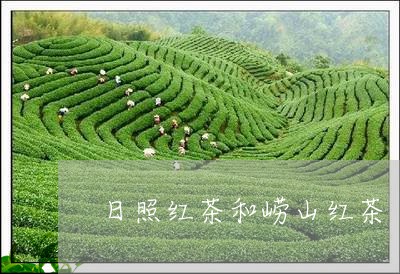 日照红茶和崂山红茶/2023041537470