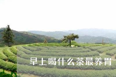 早上喝什么茶最养胃/2023041546250