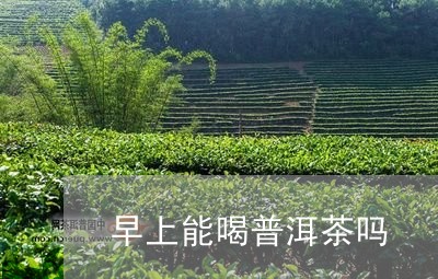 早上能喝普洱茶吗/2023041326959