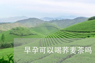 早孕可以喝荞麦茶吗/2023031848281