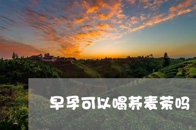 早孕可以喝荞麦茶吗/2023041400716