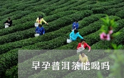 早孕普洱茶能喝吗/2023040197250