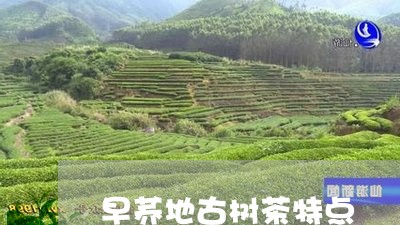 早荞地古树茶特点/2023032633714