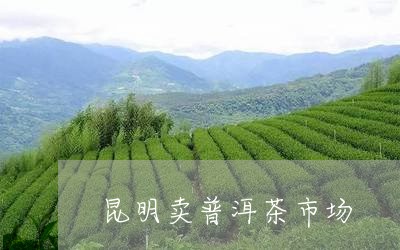 昆明卖普洱茶市场/2023031821783