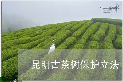 昆明古茶树保护立法/2023041627483