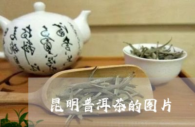 昆明普洱茶的图片/2023041086049