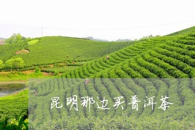 昆明那边买普洱茶/2023040919350