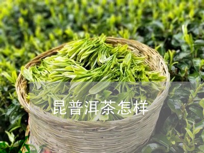 昆普洱茶怎样/2023031646614