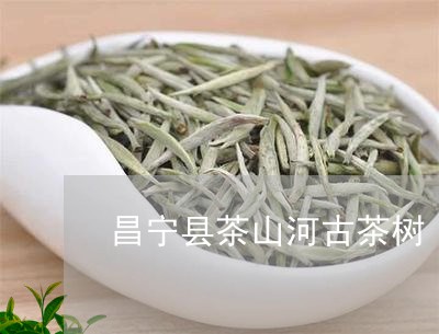 昌宁县茶山河古茶树/2023032020705