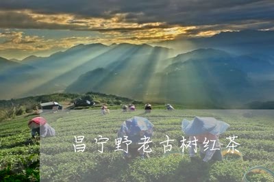 昌宁野老古树红茶/2023032476048