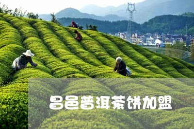 昌邑普洱茶饼加盟/2023032909372