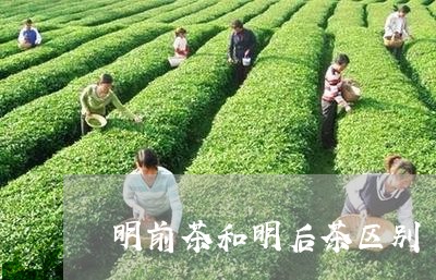 明前茶和明后茶区别/2023041619369