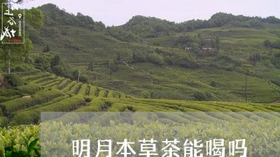 明月本草茶能喝吗/2023032214261