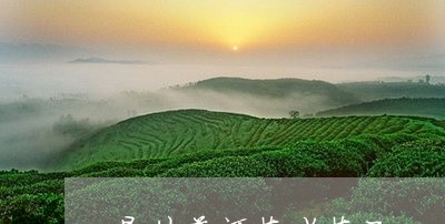 易佑普洱茶老茶天/2023032939593