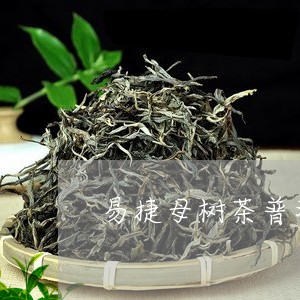 易捷母树茶普洱茶/2023031644948