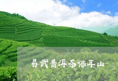 易武普洱茶佛耳山/2023041316280