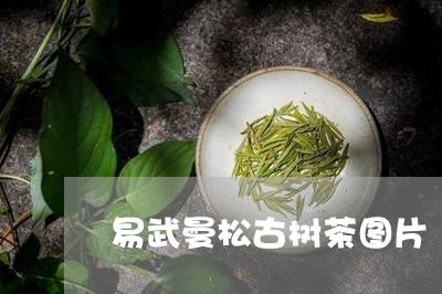 易武曼松古树茶图片/2023031913736