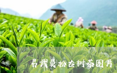 易武曼松古树茶图片/2023041516250