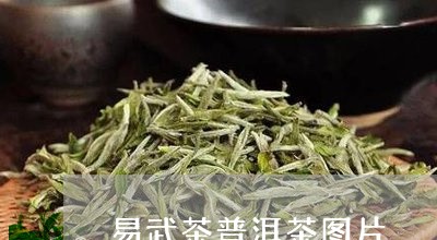 易武茶普洱茶图片/2023041125147