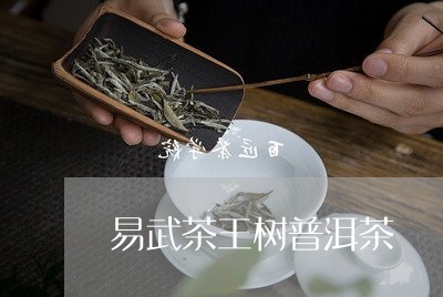 易武茶王树普洱茶/2023041307482