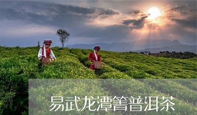 易武龙潭箐普洱茶/2023041395030