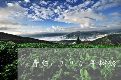 昔归1200年树龄/2023041448250