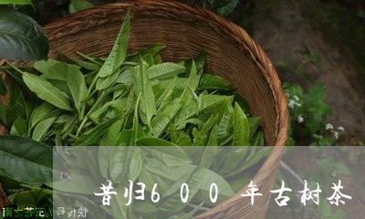 昔归600年古树茶/2023032203837