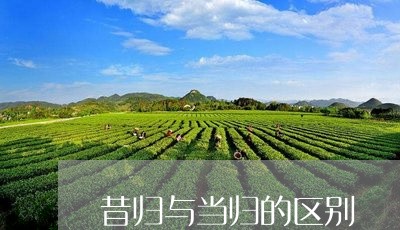 昔归与当归的区别/2023032313259