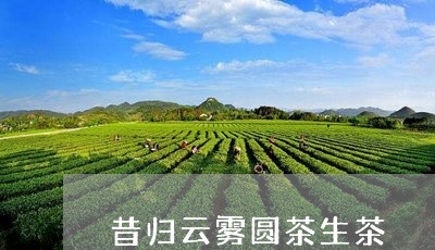 昔归云雾圆茶生茶/2023032521828