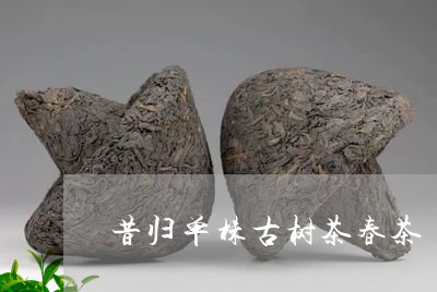 昔归单株古树茶春茶/2023032271713